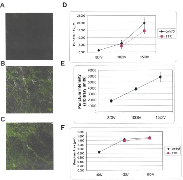 Figure  4.2  Developmental  Increase  in  FM  Staining.  A,  B,  C  Typical  hippocampal  cell  cultures  stained with  FM  1-43  dye  to  label  individual  synaptic  puncta