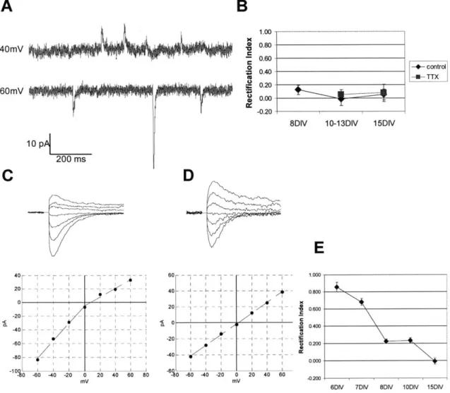Figure  4.3.  Developmental  time  course  of  GluR2  receptor  insertion.  The  amount  of  GluR2  present  at synapses  was  assessed  using  the  ratio  of conductances  at  +40mV  and  -60mV