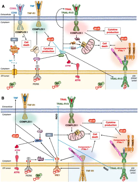 Figure 4. Functional links between DR signalling and UPR. A. Focus on the Protein kinase RNA-like  Endoplasmic Reticulum Kinase (PERK)-DR signalling cross-talks