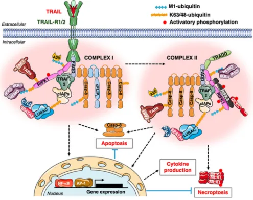 Figure 2. TNF-Related Apoptosis-Inducing Ligand (TRAIL)/TRAIL-Receptor 1 and 2 (TRAIL-R1 and  2)-mediated death and gene-activation signalling