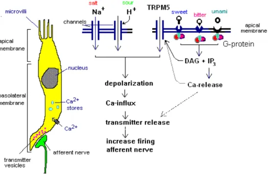 Figure 4: Mécanismes de transduction des différentes modalités du goût 
