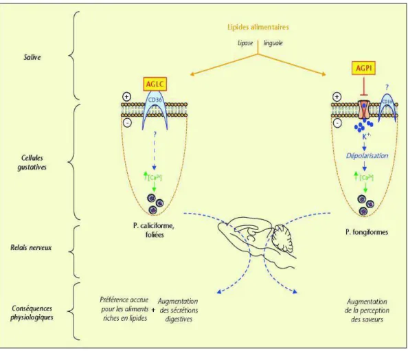Figure  10:  Perception  oro-sensorielle  des  lipides  alimentaires  chez  la  souris :   modèle  de  travail    AGCL  :  acides  gras à longue chaîne