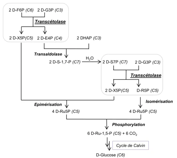 Figure 7 : Rôle de la TK dans la régénération du  D -ribulose-5-phosphate impliqué dans le cycle  de Calvin 