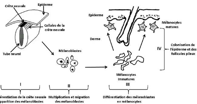Figure 1 : Développement embryonnaire, migration et différentiation des mélanoblastes  en mélanocytes (Wasmeier et al