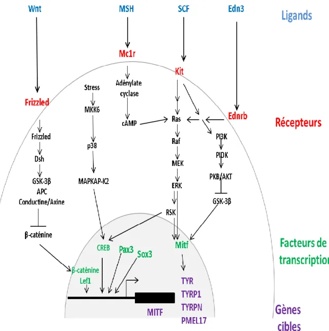 Figure  2 :  Voies  de  transduction  des  signaux  de  migration,  de  développement  et  de  différentiation des mélanocytes (Goding 2000)
