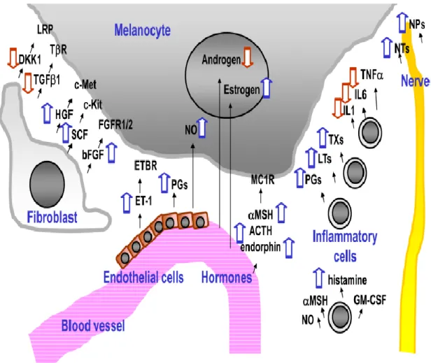 Figure 11 : Régulation de la mélanogenèse par des facteurs dérivés des fibroblastes, du  sang,  des  intermédiaires  de  l’inflammation  et  des  cellules  nerveuses.(Yamaguchi  and  Hearing  2009)