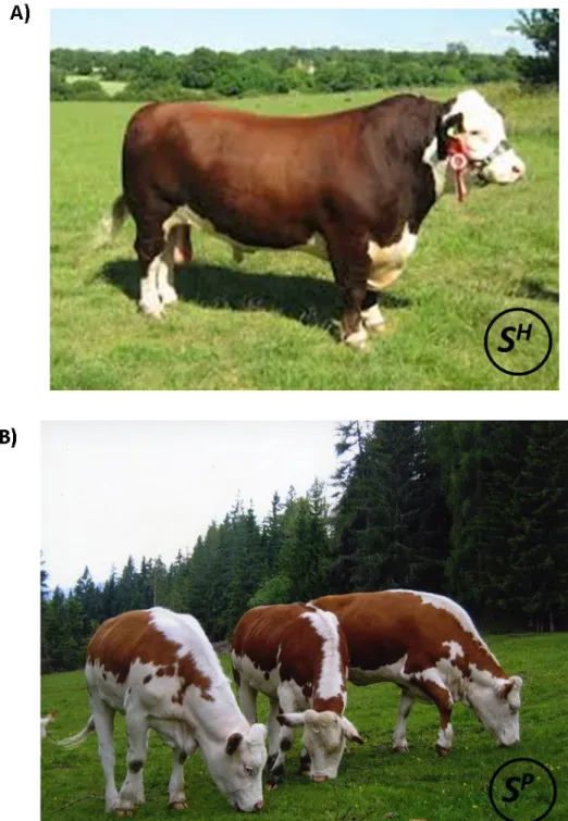 Figure 16 : Exemples de bovins portants différents allèles définis pour le gène S (Spotting)