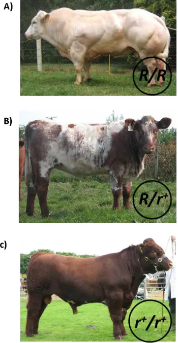 Figure  17 :  Exemples  de  bovins  porteurs  de  l’allèle  Roan  à  l’état  homozygote  et  hétérozygote