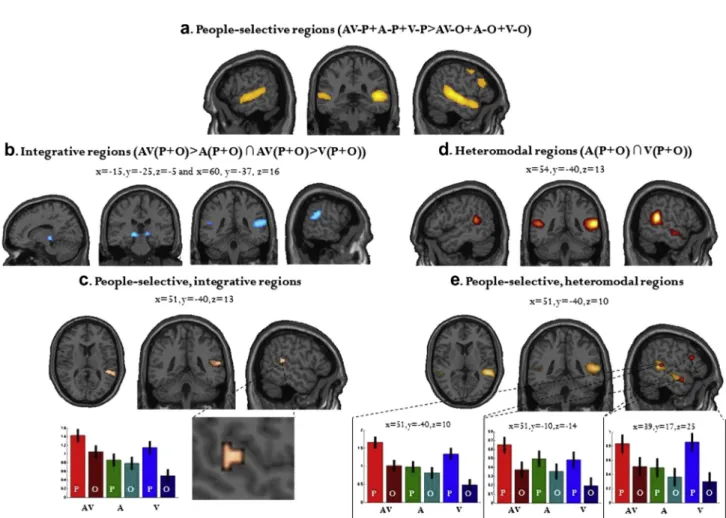 Fig. 2 e People-selectivity, audiovisual integration and heteromodality: (a) ‘People-selective’ regions, defined by a contrast of AV-P D A-P D V-P &gt; AV-O D A-O D V-O*; (b) Integrative audiovisual regions, defined by a contrast of