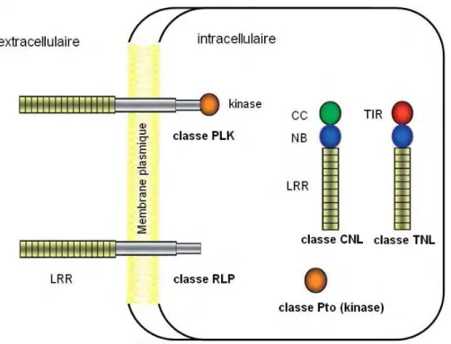 Figure 16. Représentation schématique des cinq classes de protéines codées par les gènes  R  et  de  leur  localisation  cellulaire