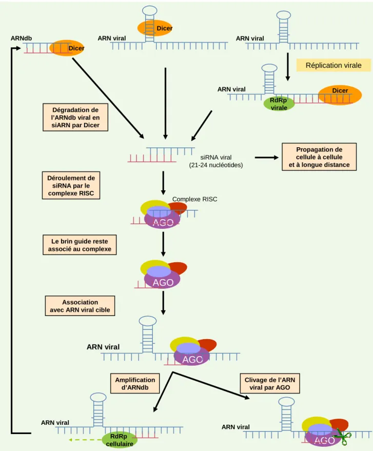Figure 18. Modèle moléculaire d’action du RNA silencing dans la défense antivirale. 