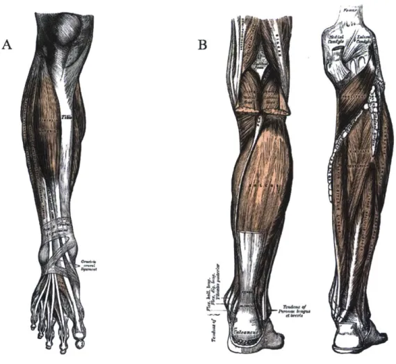 Figure  1-1:  (A)  View of the  anterior  lower  leg  and  (B)  view of the posterior  lower leg  through various  muscle  layers  from  Gray's  Anatomy  of the  Human  Body.