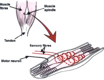 Figure  1-3:  Type  Ia  muscle  spindles  spiraling  around  intrafusal  muscle  fibers  [7].