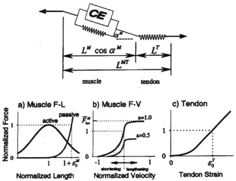 Figure  1-4:  Thelen's  Hill-type  muscle  model  with  associated  parameter  curves
