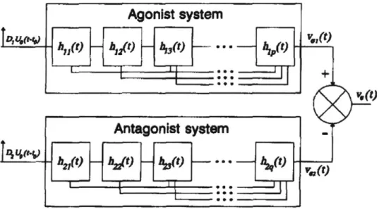 Figure  1-11:  Agonist-antagonist  muscle  system  which  accepts  delayed  activation  impulses Uo(t  - to)  of  some  magnitude  D  and  outputs  end  effector  velocity  V,(t)  after  filtering through cascaded  modules  of type  h(t)