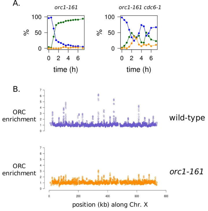 Figure 3:  G1-delay of orc1-161 cells depends on ongoing pre-RC forming activity.  (A) orc1-161 and  orc1-161 cdc6-1 cells released from nocodazole at 37 C in raffinose