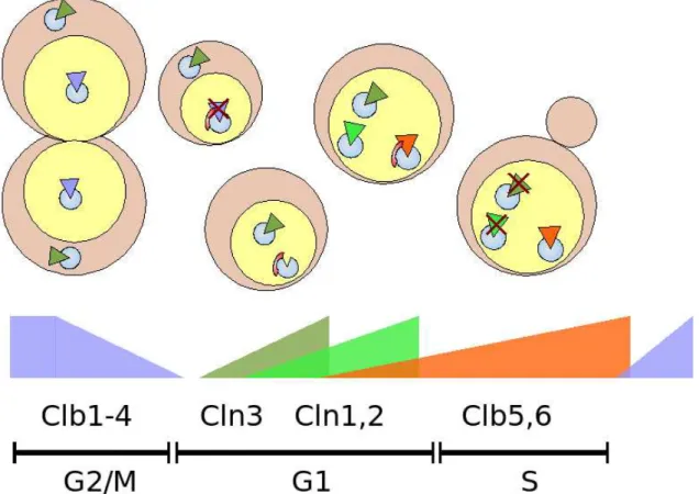 Figure 2:  Control of cell-cycle transitions in S. cerevisiae.  The cyclin-dependent kinase   (blue circle) pairs with different cyclins to promote different cell-cycle events