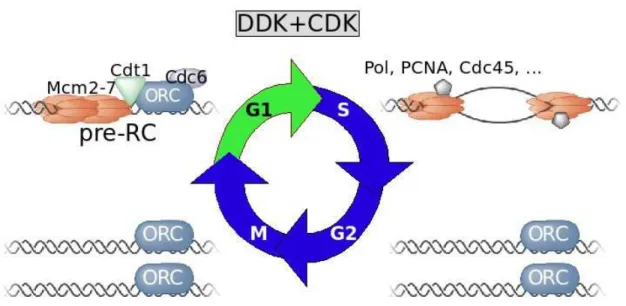 Figure 3:  Control of replication in the cell cycle.  Pre-RC formation is restricted to the   CDK-low   phase   of   the   cell-cycle,   in   G1