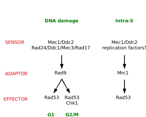 Figure 4:   Checkpoint pathways monitoring DNA integrity.   Cells arrest in response to   DNA damage in either G1 or G2/M depending on when the damage is sensed