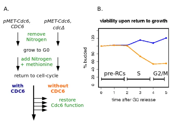 Figure 5: Additional origin licensing increases viability.  (A)  Schematic of the  experiment