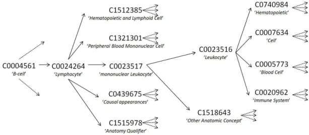 Figure 7.3: The isa-paths starting from ‘B-cell’ in UMLS