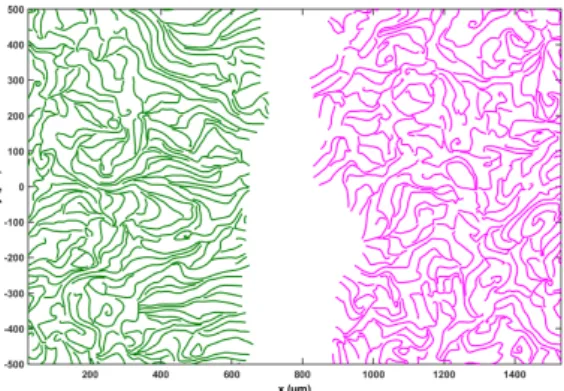 Figure S4: Flow field of the AMAs before contact. Streamlines of the velocity fields for HEK wt cells (green) and HEK Ras cells (magenta) at t = 6.6 h of an AMA