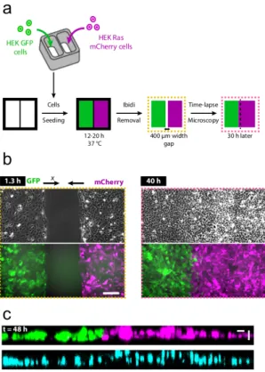 Figure 1: Principle of the antagonistic migration assay. a: Schematics of the ex- ex-perimental procedure