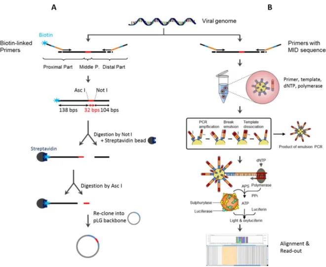 Figure 19. Cloning and sequencing of viral DNA extracted from AAV-transduced mo-DC. 