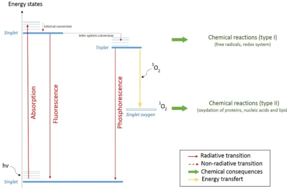 Figure 2: Jablonski diagram representing the different processes leading to singlet oxygen production responsible for cell death.