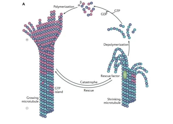Figure 1.6: Microtubule assembly and disassembly. MT polymerization requires the addition of αβ-tubulin heterodimers and subsequent GTP hydrolysis within the β subunit