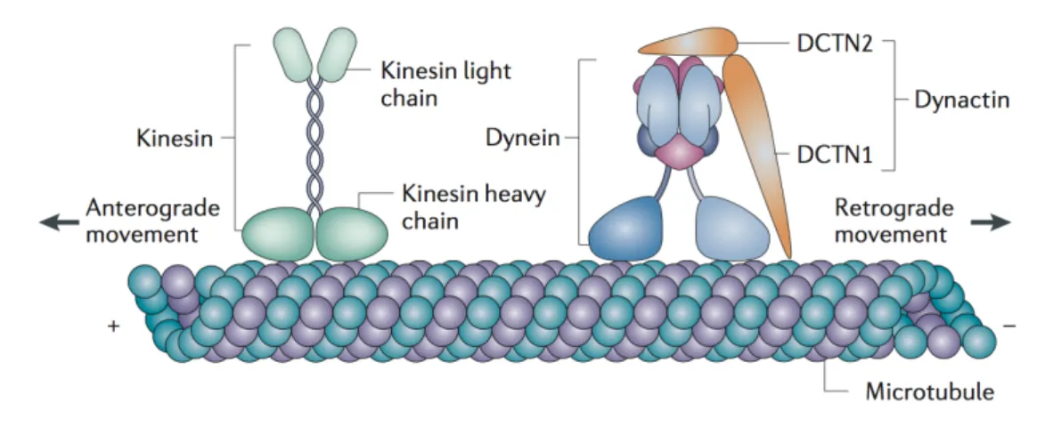 Figure 1.9: Kinesin and dynein motor proteins. Kinesin motor proteins are composed of two kinesin heavy chains and two kinesin light chains and move along MTs towards the plus-end (with a few exceptions, see text)
