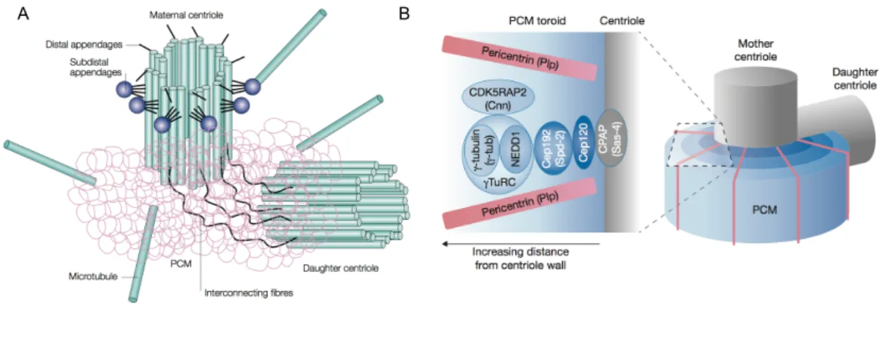 Figure 1.10: Models of the centrosome architecture. (A) Previous models of the cen- cen-trosome structure suggested that a pair of centrioles is surrounded by an amorphous cloud, the pericentriolar material (PCM)