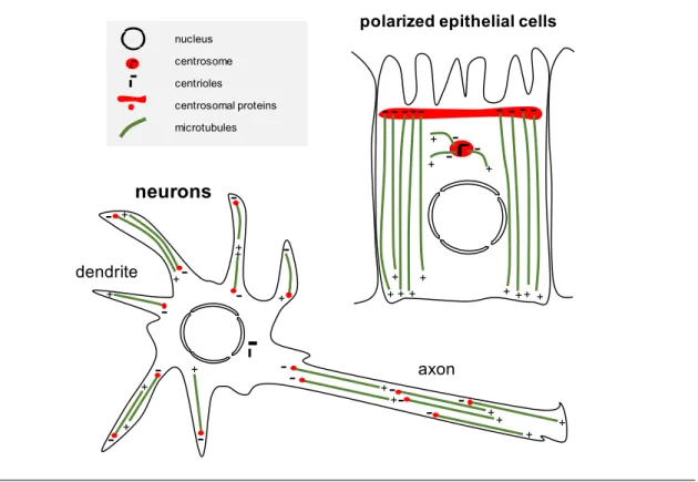 Figure 1.12: Non-centrosomal MT arrays in polarized epithelial cells and neurons. In polarized epithelial cells, the apical membrane serves as a non-centrosomal MTOC to organize MTs into linear arrays arranged according to the apical-basal axis