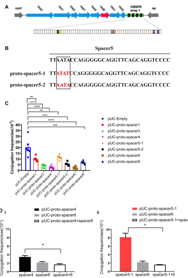 Figure 4. Characteristics of proto-spacers located on the bla KPC -IncF plasmids. (A) Schematic showing the CRISPR-Cas system in KP8