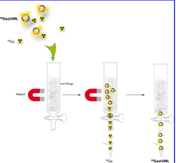 Figure 2. Purification step of  68  Ga@UML using a magnetized column (MACS® column,  Miltenyi Biotec)