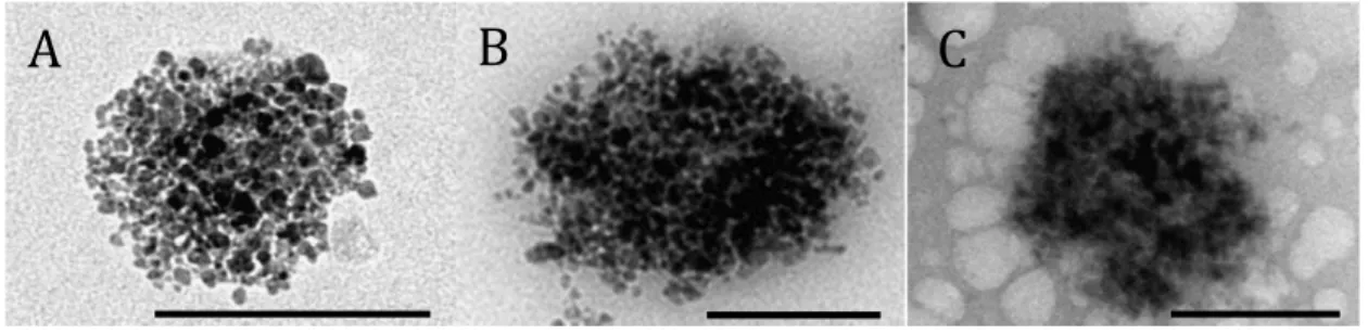Figure  3.  TEM  images  of  magnetic  liposomes:  (A)  before  complexation,  (B)  after  complexation with  69 Ga, and (C) after magnetic separation