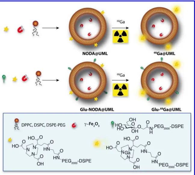 Figure  4 .   Ultra  magnetic  liposome  (UML)  formulations  with  the  commercially  available  phospholipids  (DPPC,  DSPC,  PEG),  the  two  phospholipids  synthesized  from   DSPE-PEG  backbone  DSPE-DSPE-PEG-Glu  and  DSPE-DSPE-PEG-NODA,  and  the  m