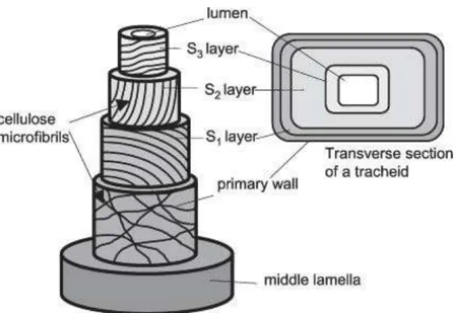 Figure 1.3 Three-dimensional structure of the secondary cell wall of a tracheid (xylem cell)