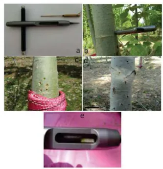 Figure 2.3 (a &amp; b) Trephor instrument; (c) Sampling position of first year; (d) Sampling position of  second year (e) microcore.