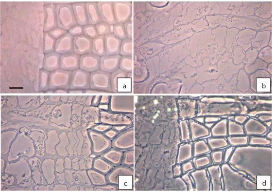 Figure  2.12  Light  microscopy  image  in  phase  contrast  mode  (a)  Cambial  zone  cells  before  onset  of  growth (date  of sampling:  28/Mar/2011), (b)  active cambial  cells and  new xylem  cells (date  of  sampling: 