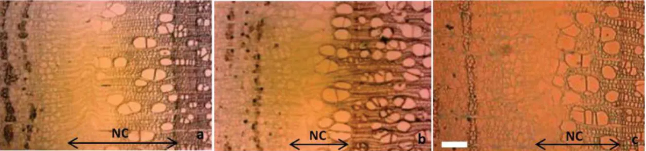 Figure  2.16  Light  microscopy.  New  cells  at  the  beginning  of  second  year  (a)  tension  wood, (b)  opposite  wood, (c) normal wood, date of sampling:  01/May/2012