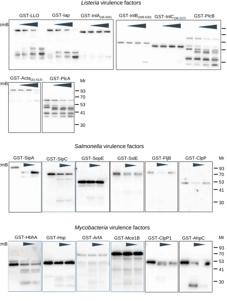 Fig S2. GzmB targets bacterial effectors, full lanes. Related to Figure 1.