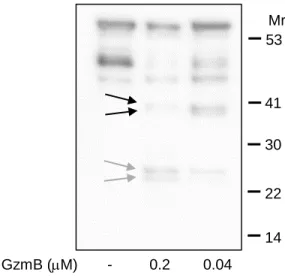 Fig S3. GzmB cleaves native LLO in Listeria supernatant. Related to Figure 2.