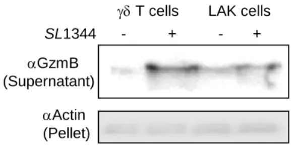 Fig S6. Primary killer cells do not affect extracellular bacteria and secrete GzmB upon co-incubation with bacteria