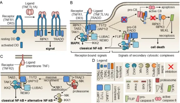 Figure 3. Models of TNFR1 and TNFR2 signaling. (A) Upon receptor engagement by ligands, death  domains (DDs) in TNFR1 and DR3 may switch from a resting to an activated form that are structurally  distinct