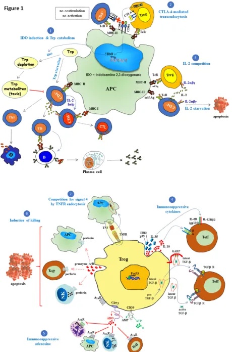 Figure 1. Suppressive mechanisms of regulatory T cells (Tregs). Regulatory T cells (Tregs) play a  central role in maintaining immune self-tolerance and preventing autoimmune diseases
