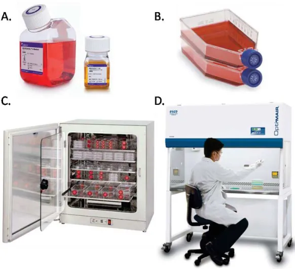 Figure  3.  The  different  components  and  equipment  used  for  cell  culture.  A)  Non  supplemented  culture  medium  (left)  and  serum  (right)  for  cell  culture