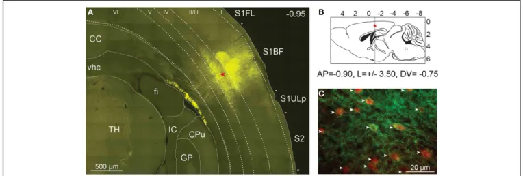 FIGURE 2 | Expression of ChETA-EYFP in the cerebral cortex of mice.