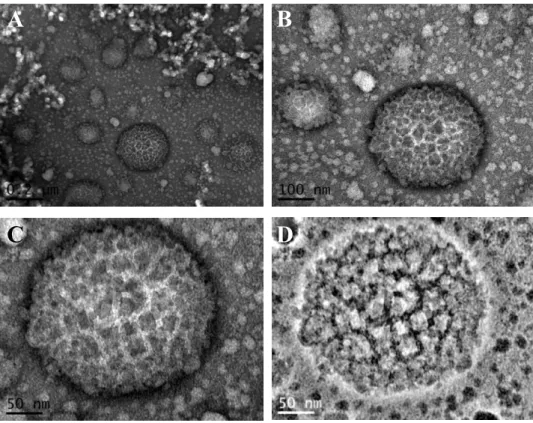 Figure 2.11: Micrographies obtenues par microscopie électronique à transmission sur des particules de gomme  Acacia-quercétine à différentes échelles d’observation