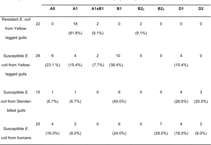 Table 2. Prevalence of eight  E.  coli  phylogroups in the strains isolated from Yellow-!